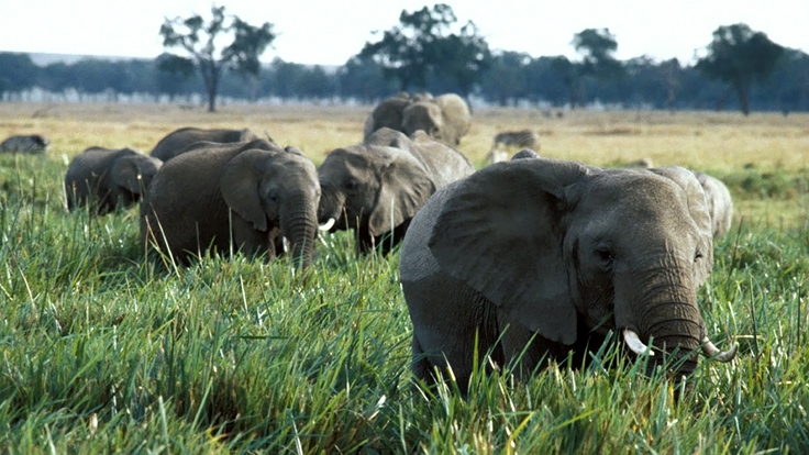 Eléphants au Kenya